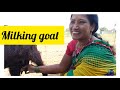 Milking Goat