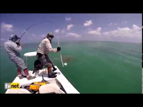 Un requin dévore un thon à 10km de Miami