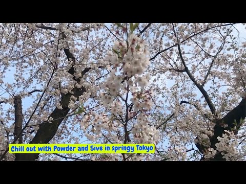 Powder & 5ive @ coronadamore.club, April 4th 2020