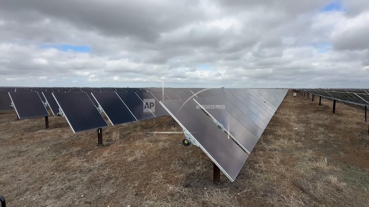 Solar farms are booming and the sheep are ready to work