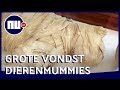 Dierenmummies getoond in Egypte: honderden dieren gevonden | NU.nl