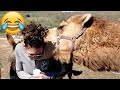 Camels Attack Caught On Camera Camels Funny Compilation PETASTIC