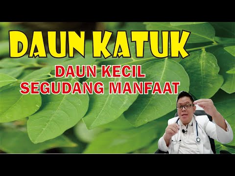 DAUN KATUK................ DAUN KECIL SEGUDANG MANFAAT UNTUK KESEHATAN