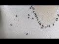 Ant Water Timelapse WhatsApp Status Video