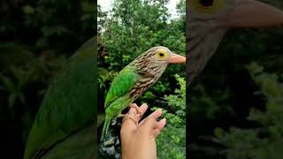 Download lagu Burung Takur Bultok Jinak Gacorrr mp3