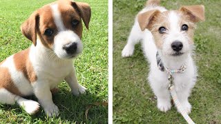 AWW 🥰 The Best Adorable Jack Russell Puppies in The Planet Makes Your Heart Melt | Cute Puppies