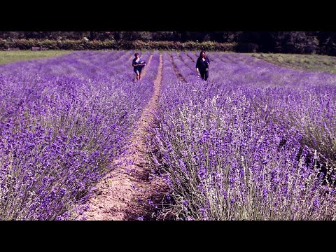 На Прикарпатті зацвіло лавандове поле. ВІДЕО