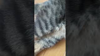 これなにねこー　#ねこ動画#ねこの日常 #猫のいる暮らし