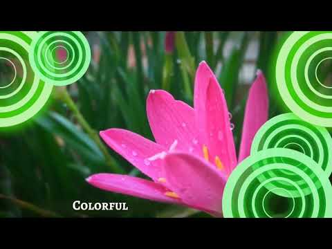 Pink Flowers🌸🌼