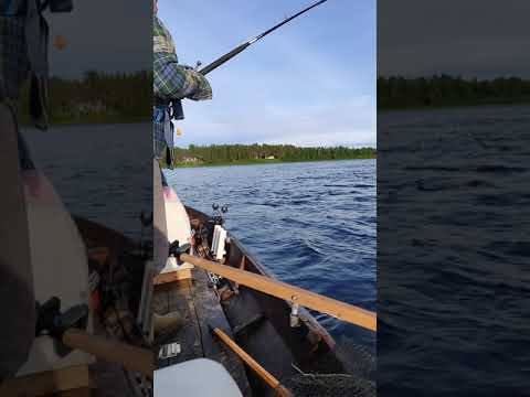 Torniojoki 9.7.2020 Lohi 14,26kg & 112cm