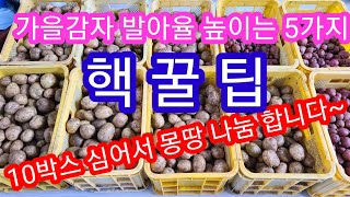 가을 감자 발아율 높이는 5가지 방법,홍감자,빨간감자,노란감자,가을감자파종시기,심는방법,두백,수미,추백, 귀…