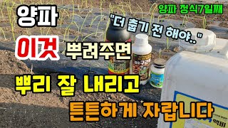 양파에 이것 뿌려주면 뿌리를 잘 내리고 냉해 없이 튼튼하게 자랍니다 양파심는시기 근비대제 발근제