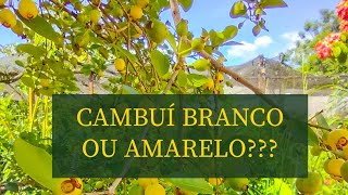 Miniatura do vídeo