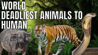 World's Deadliest Animals for Humans | Top 20 Most Dangerous Creatures | Wildlife Danger"