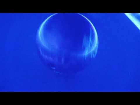 Bladtkramer - While I'm Young | Denmark in Harmonic Song Contest - Replacement Video