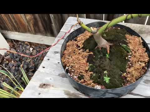 Pre bonsai Spring 2020 update 3/15/2020 part 1