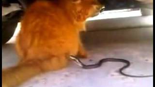 Кошка VS Змея