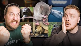 Minkä eläimen voittaisit tappelussa? (tier list)