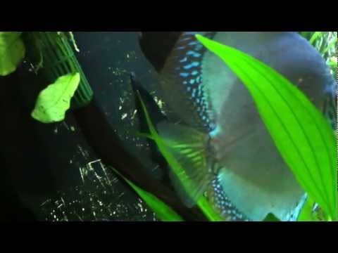 Discus and Black Ghost Knife Fish