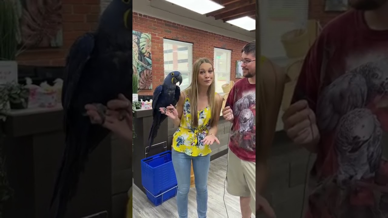 Who is a Good Candidate for Getting a Parrot?