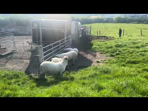 4 Pedigree Valais Blacknose Sheep in Lamb for Sale - Image 2