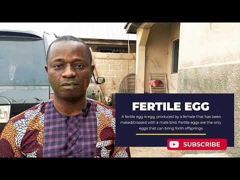 REVEALED | Introduction to HATCHERY business