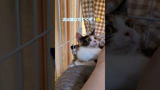 三毛の子猫ファミリー計画その17  もっと長く触りたい！🥹😿 #ニャンキー #保護猫 #三毛猫 #子猫 #子ネコ #猫のいる暮らし #好きな子猫 #猫のいる生活 #cat