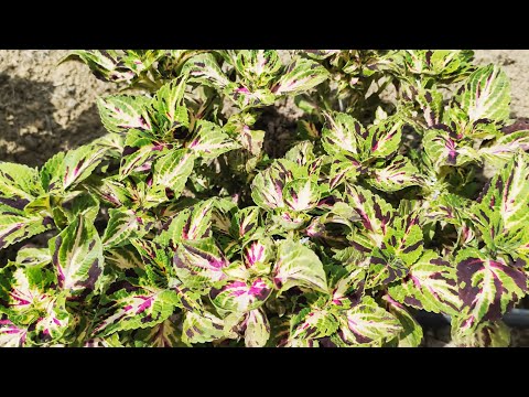 Coleus flower bed #8, also known as bleeding heart.