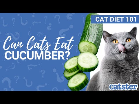 CAN CATS EAT CUCUMBER? Is Cucumber Safe for Cats?