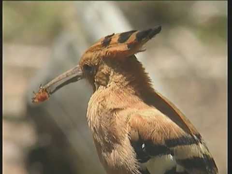YouTube video about: How do birds keep their nests clean?