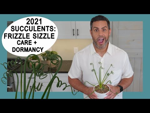 Houseplant Trends 2021: Frizzle Sizzle Plant (Albuca Spiralis) Care and Dormancy! #FrizzleSizzle