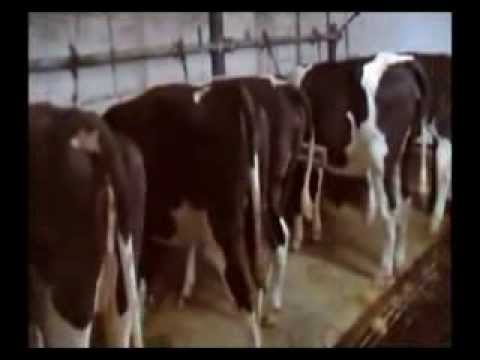 , title : 'satılık inekler,süt inekleri,gebe düve,05071529260'