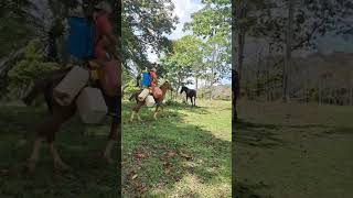 o cavalo não gostou