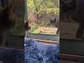 Siamese Cat Vs Orange Tabby/Maine Coon Cat