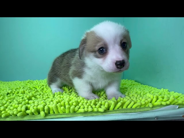 (子犬) 犬種：ウェルシュ・コーギー・ペンブローク 女の子 ブリーダー マロニエケンネル　MARRONNIER KENNEL k4049の画像