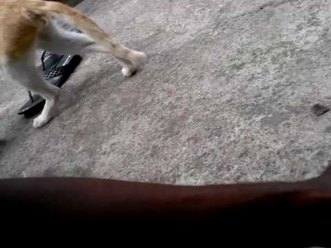 kovakka eating  cat fail