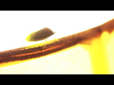 Phil Madeiski - Plain Base (Leapoo2)