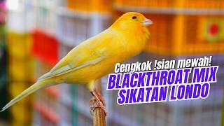 Download lagu SUARA KENARI GACOR ISIAN MEWAH - MASTERAN KENARI ISIAN BLACKTHROAT mix SIKATAN LONDO GACOR dor mp3