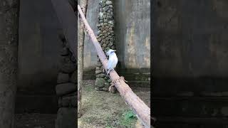 Download lagu Burung jalak bali / bali myna bird mp3 Download lagu Burung jalak bali / bali myna bird mp3