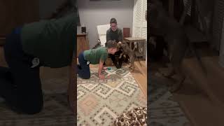 Video preview image #1 Mutt Puppy For Sale in NYC, NY, USA