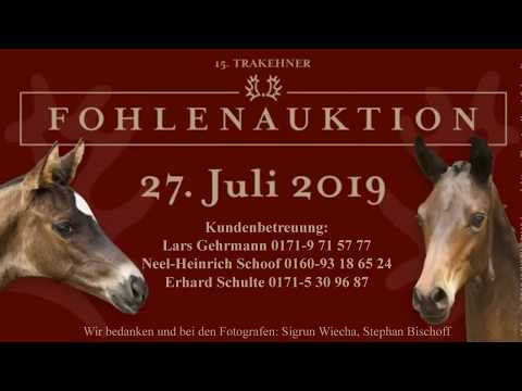 Kat.-Nr. 2 Popeye - colt by His Moment