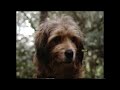 Opening And Closing To Benji The Hunted 1997 VHS 10th Anniversary