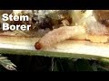 Sunflower and Yacon Stem Borer Identified. Great Information and Helpful Tip.