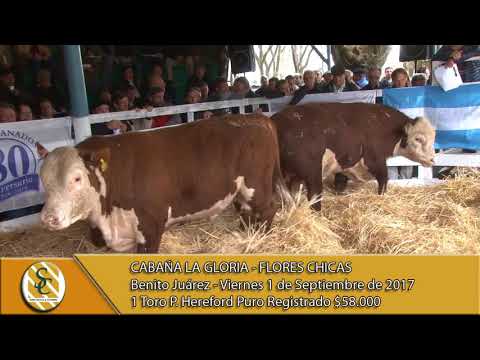 1-09-17 Venta de Toros P. Hereford PR. - La Gloria - Flores Chicas - B. Juarez