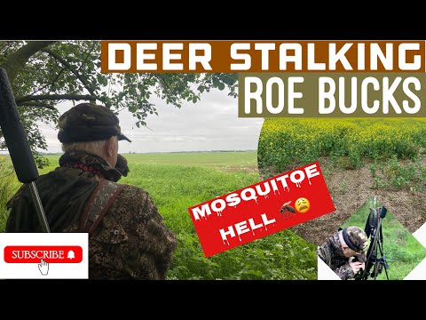 Deer Stalking Roe Bucks across open Rapeseed fields: mosquito hell #deerstalking #deerhunting #deer