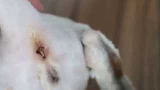 A cat has itchy ringworm