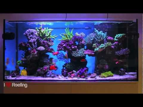 Schwings Reef Tank 500l (130gal)  / powered by Ecotech Radion xr30w Pro, Vortech mp40W & NYOS