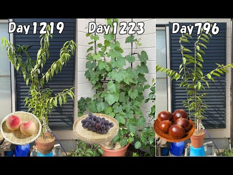 家庭菜園に最適なリンゴの品種 植物