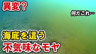 海底を這う不気味な【モヤ】から逃げる魚たち。真夏の最干潮を迎えた海で遭遇した異変…なんだコレ？