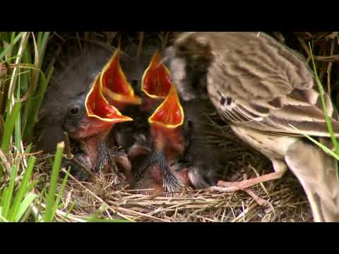 Życie lasu: Ptaki (2018) Film Przyrodniczy PL